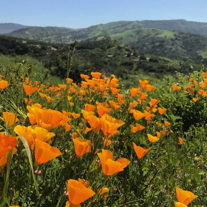 Poppies at Santiago Oaks Near Weir Canyon Loop Trail