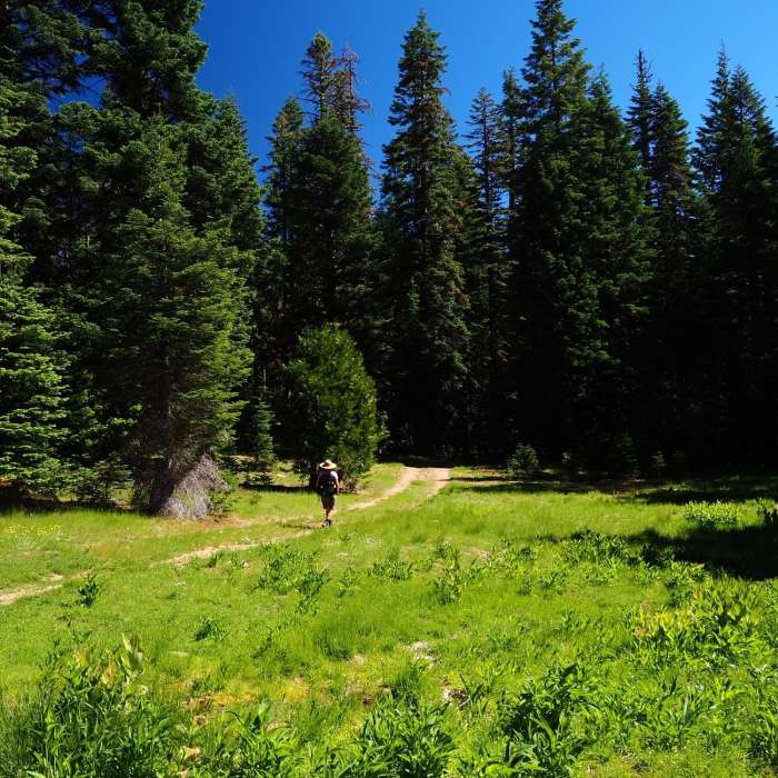 A small meadow along the trail to the lake Near Hinkle Lake Trail