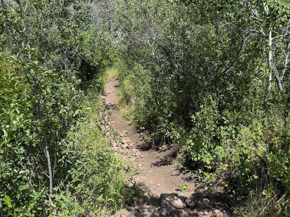 First Fork trail photo