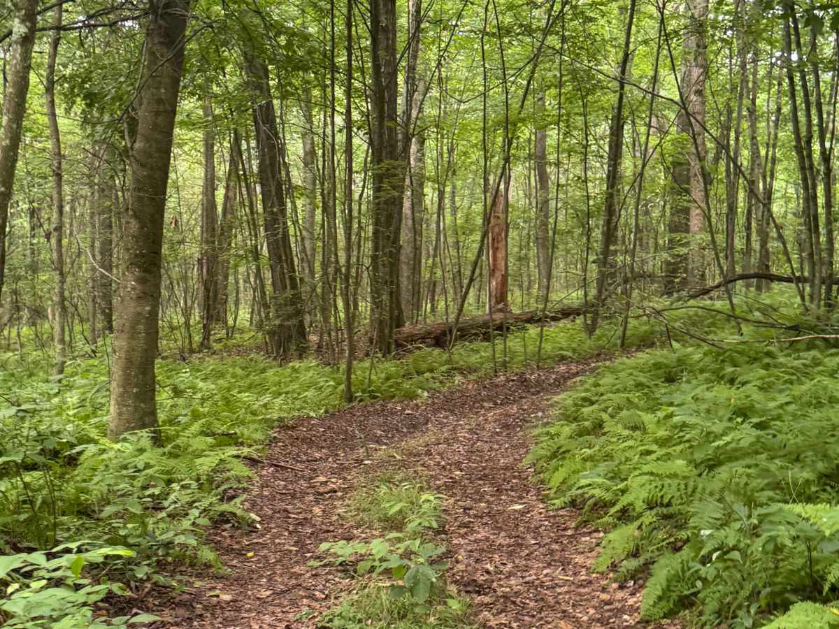 Trail 58 photo 5