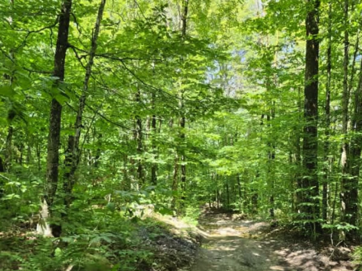 Flansberg Trail photo 6