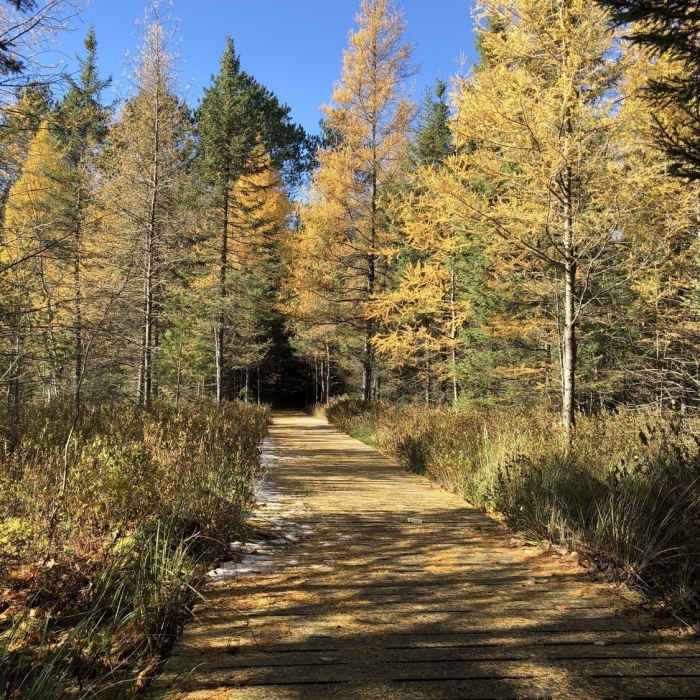 Boardwalk with Larch (aka Tamarack) trees dropping needles in the Fall. Near Shannon Lake Red Trail