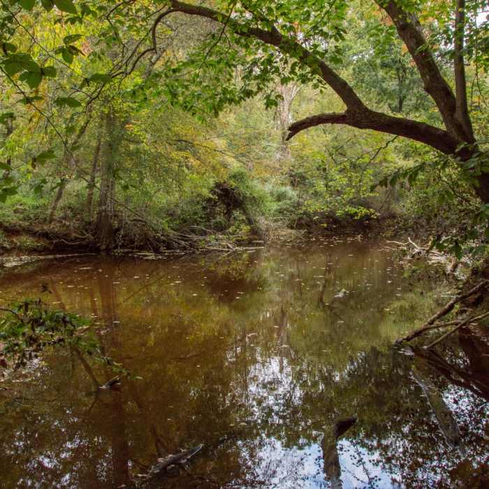 Near Eno River Loop + Overlook Near Eno River Loop + Overlook