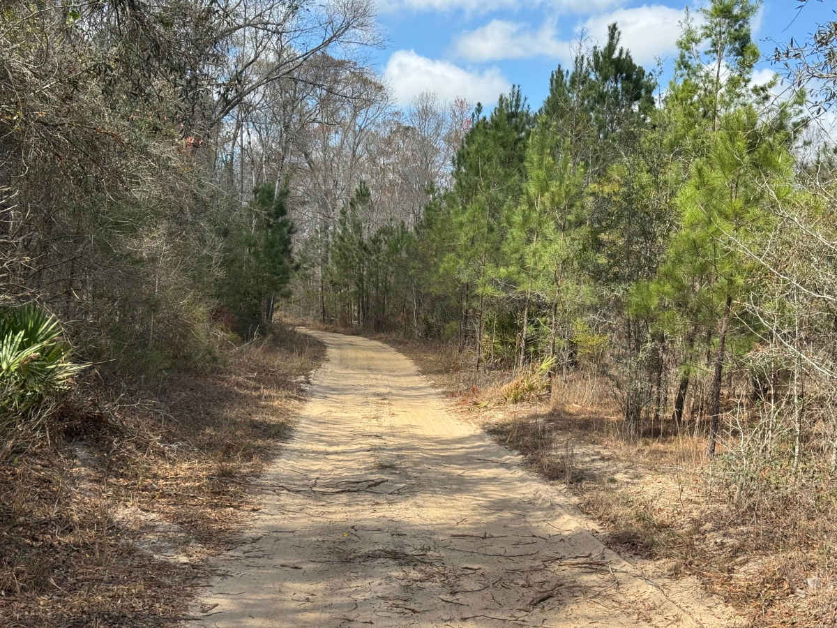 Logging Road photo 5