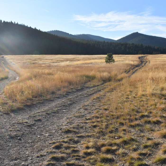 Near Vista Point Loop (Blue Mountain)