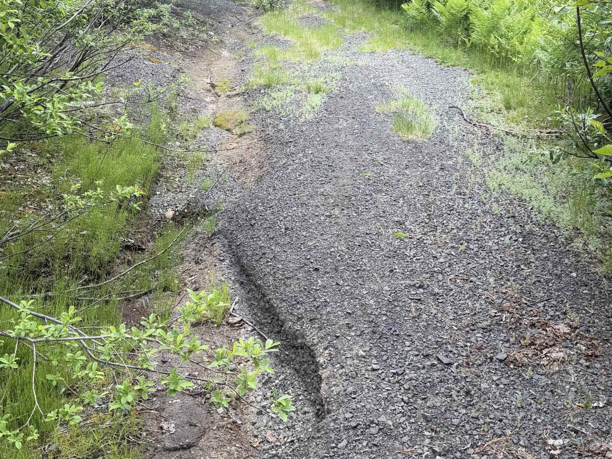 FS 2334014 trail photo