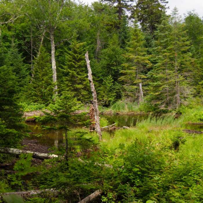 Near Rocky Falls Near Rocky Falls