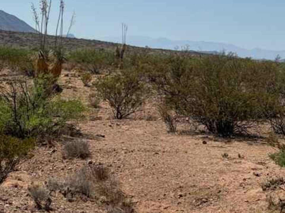 BLM SS1046B photo 6