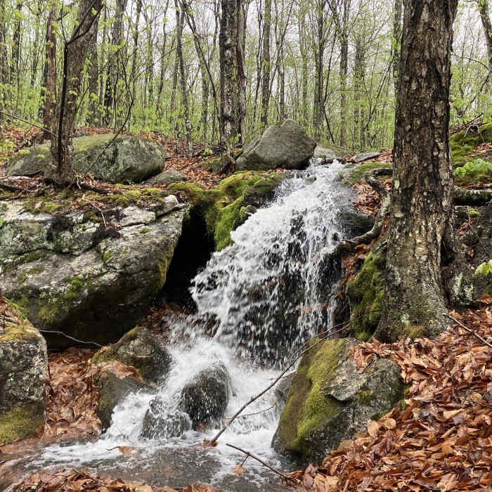 Near Mount Meader Trail (Trail #31874)