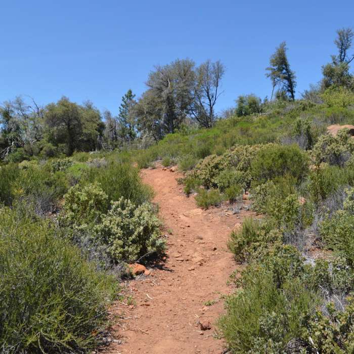 Near Canyon Oak Trail