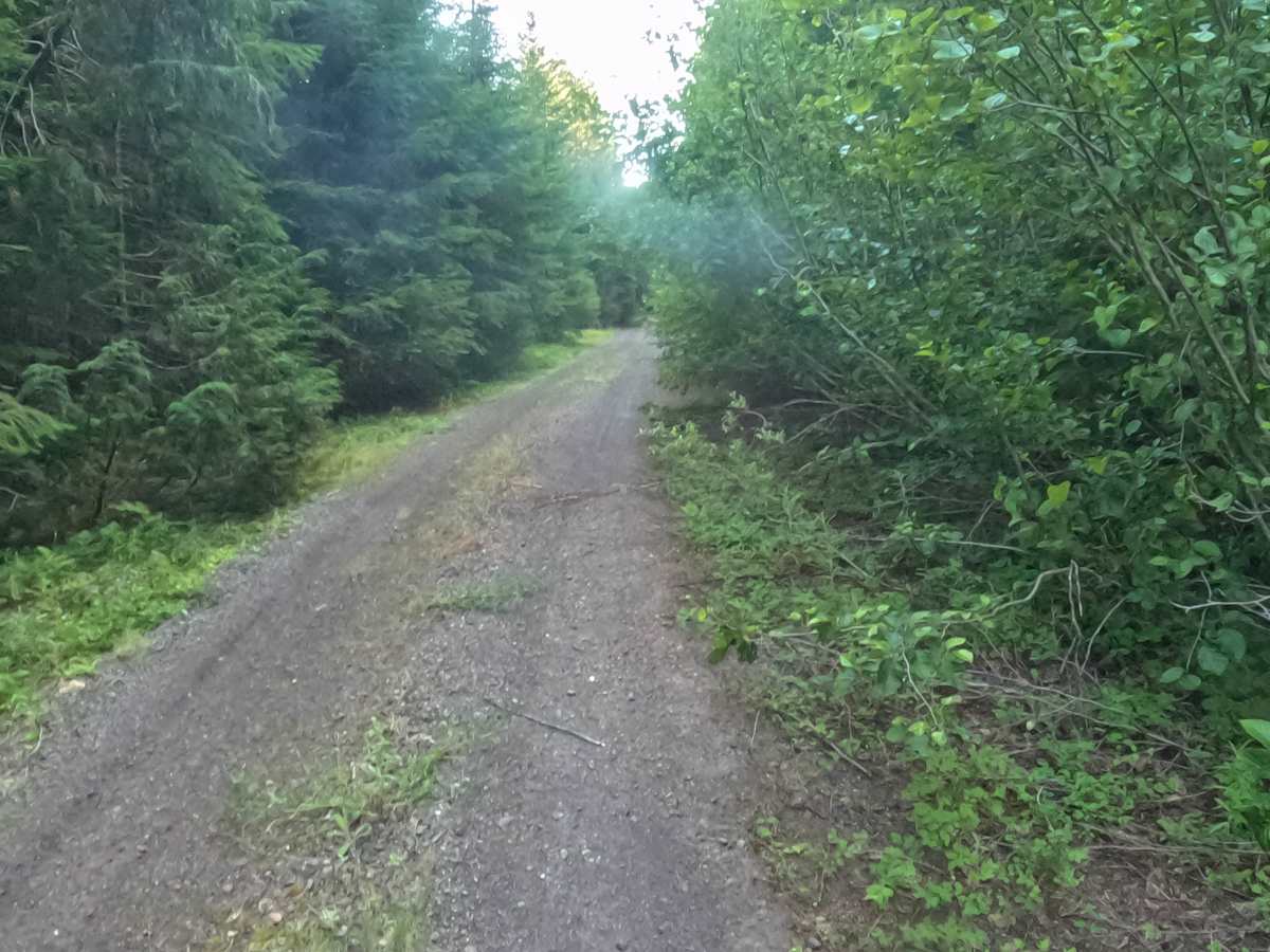 Camp Creek Road - FS 2266-330 trail photo