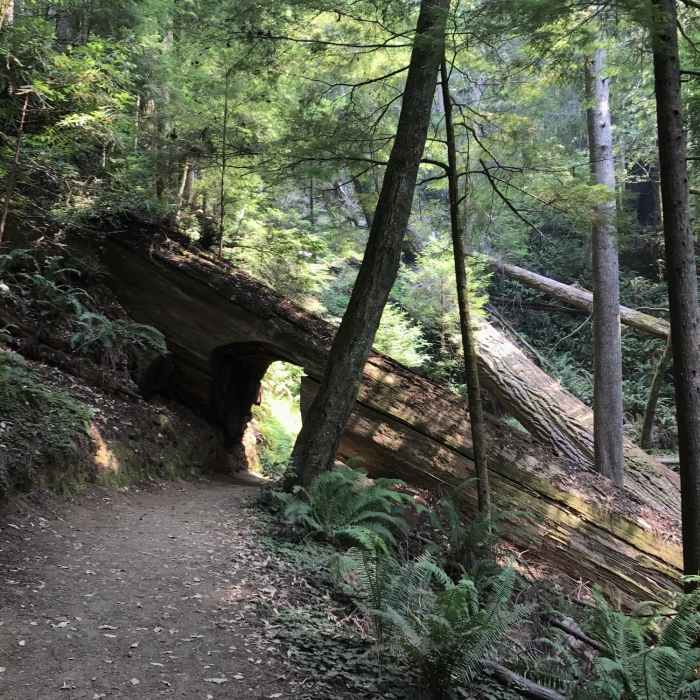 Near Emerald Ridge - Redwood Creek Loop