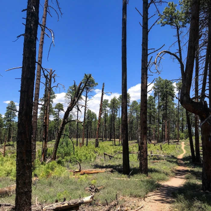 Near Widforss Point Trail