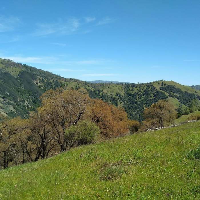 Near Antler Point Trail