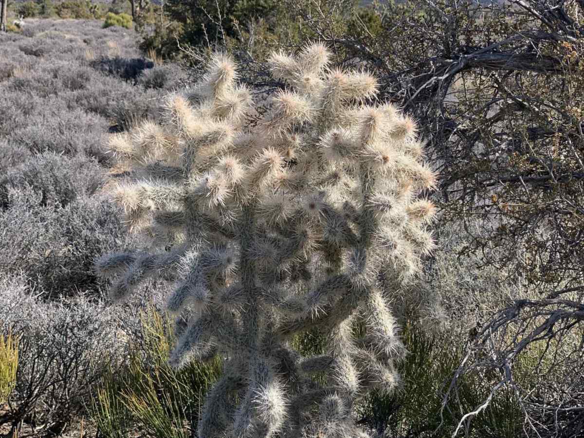 Wallace Canyon Road trail photo