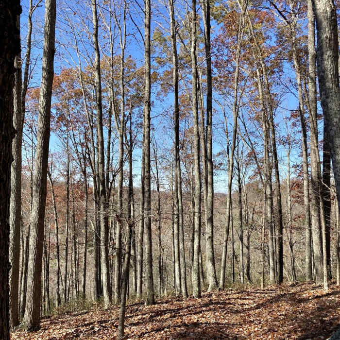 Near Laurel Woods Trail