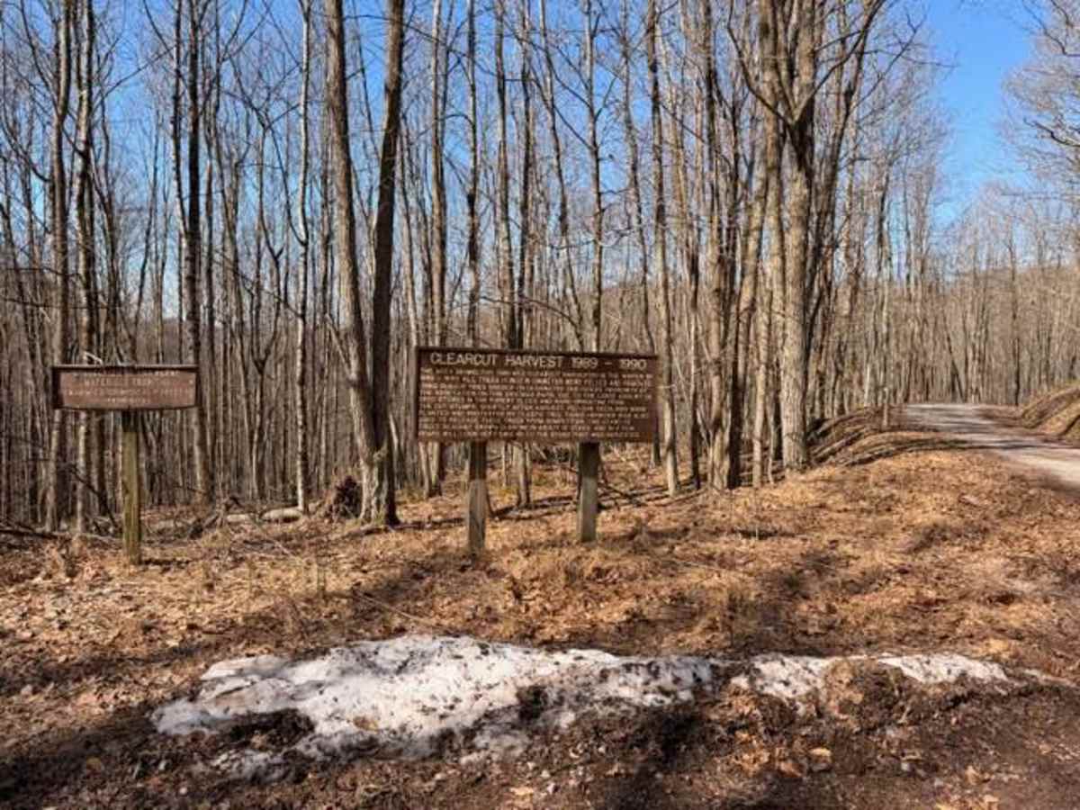 Sugar Camp  photo 5