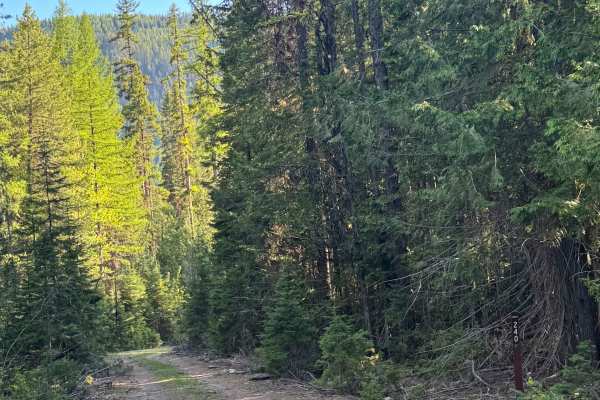 South Fork Barnaby - FS 2014-420
