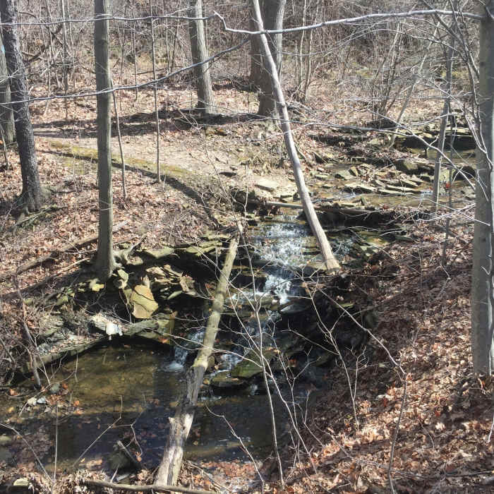 Near Sagamore Creek Loop Trail