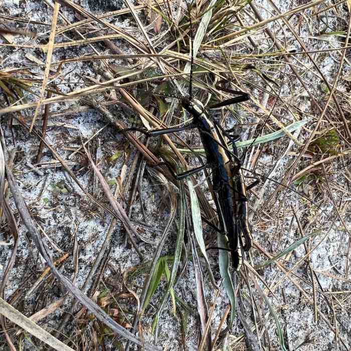 I keep crossing paths with this guy Near Seminole State Forest Southern Loop