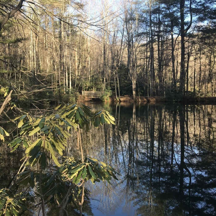 Across the Sanctuary Pond on a sunny winter day. Near Graybeard/Harry Bryan/Julia Woodward Loop