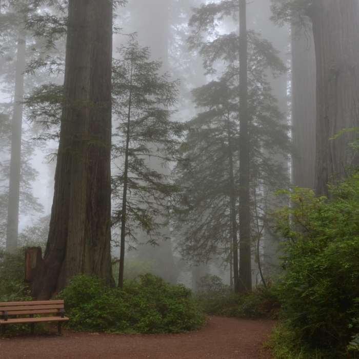 Lady Bird Johnson Grove on a lovely, misty day. Near Lady Bird Johnson Grove Nature Trail