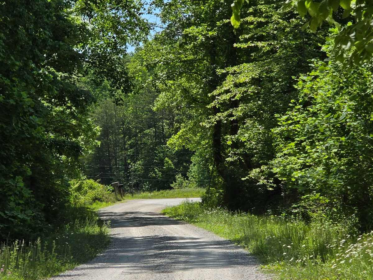 Cool Springs Road trail photo