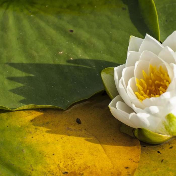 Near Arboretum Waterfront Trail