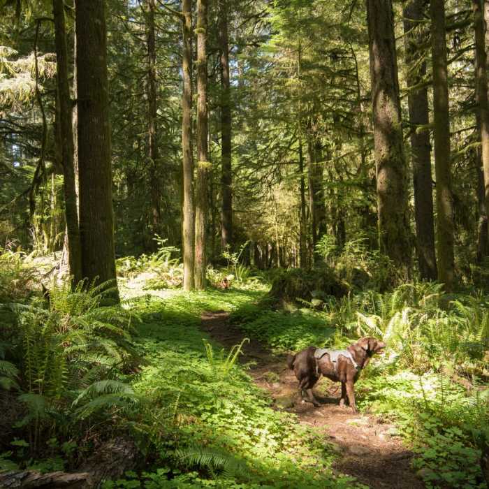 Near South Willamette Trail Hike