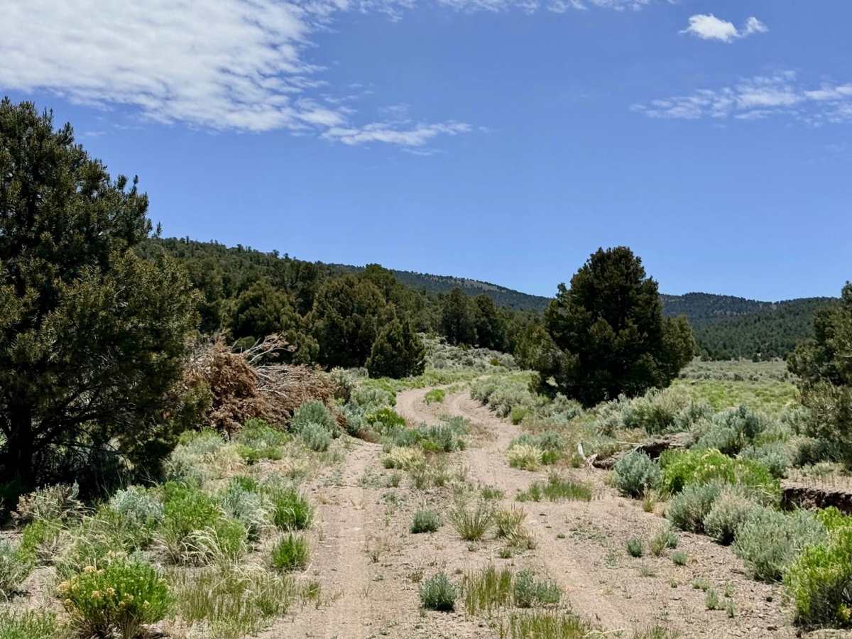 Applebush Hill - FS 43357 photo 5