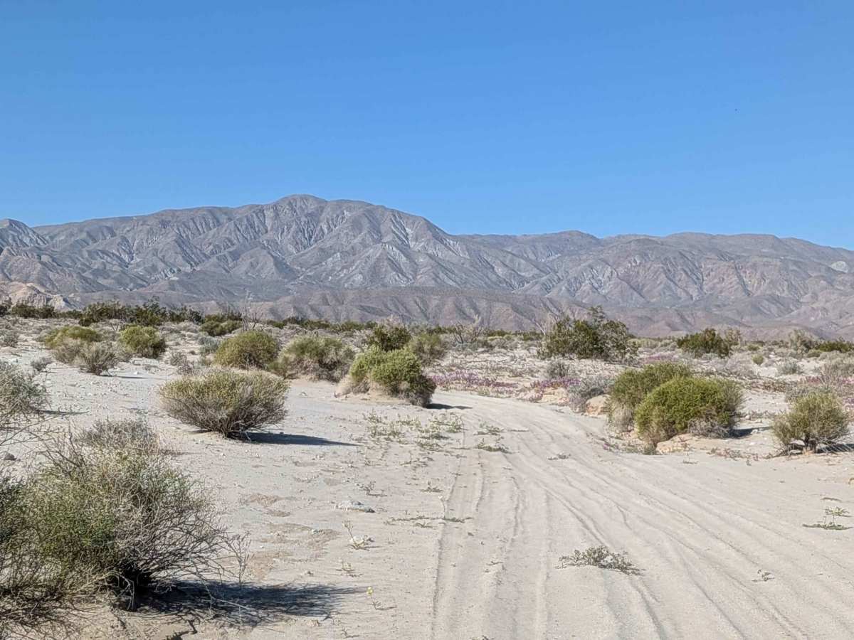 BLM 081 photo 5