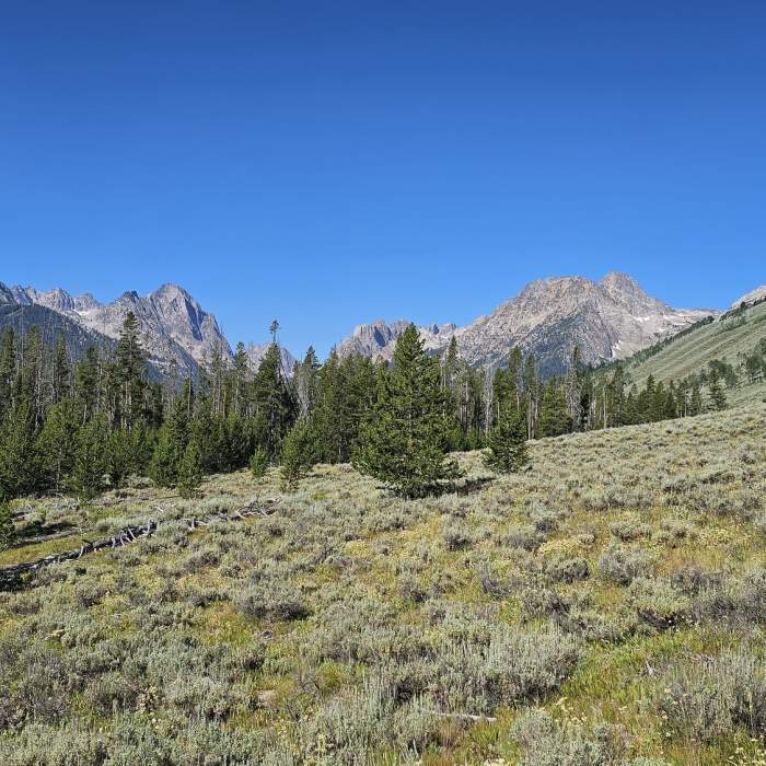 Near Fishhook Creek Trail #186