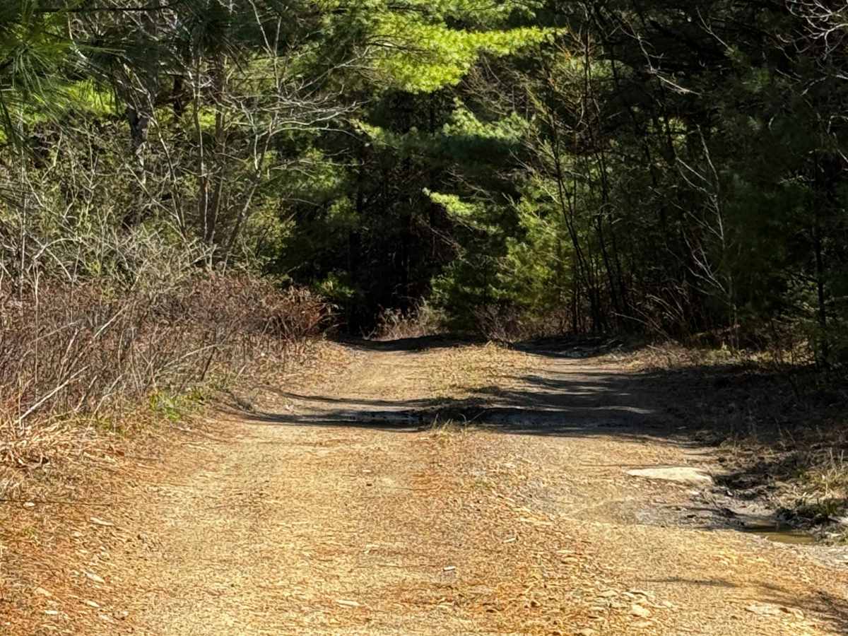 Logway Run Trail East photo 2