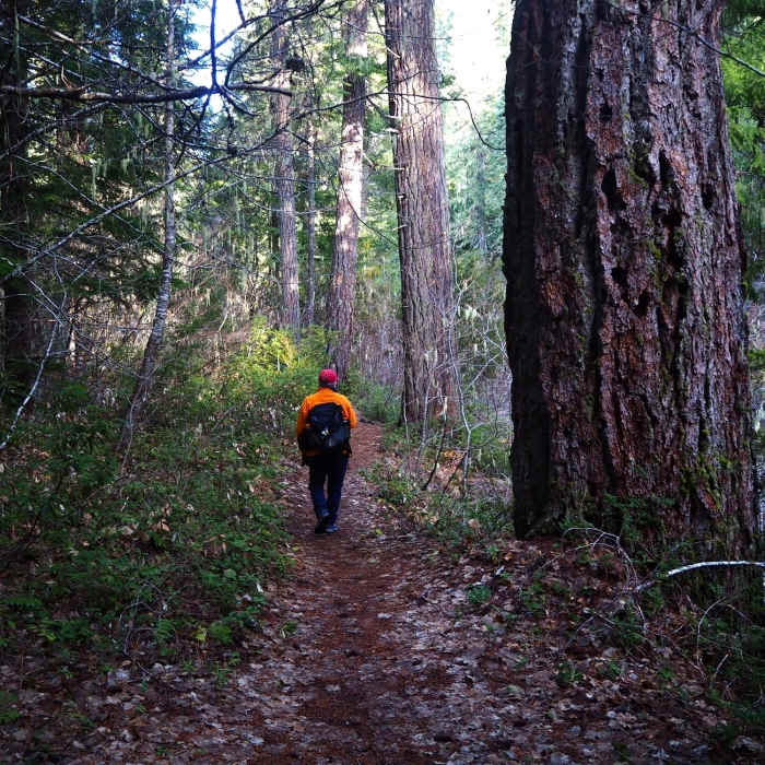 Near Rogue Gorge Trail #1034A