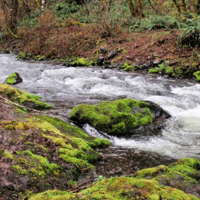 Near Gales Creek Trail