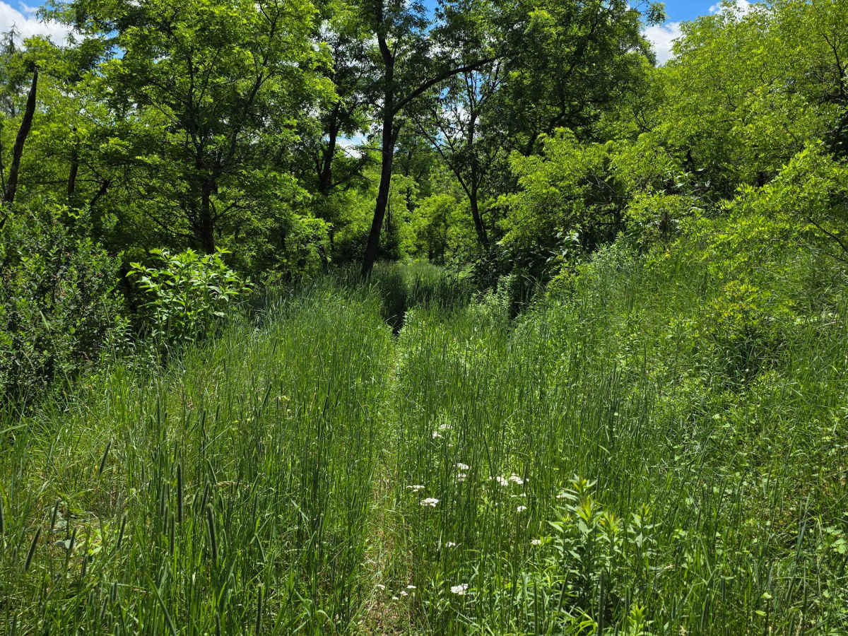 Single Track AD trail photo
