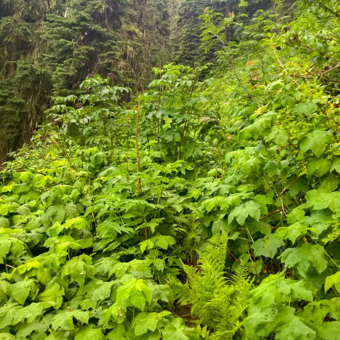 Near Pacific Northwest National Scenic Trail Section 5