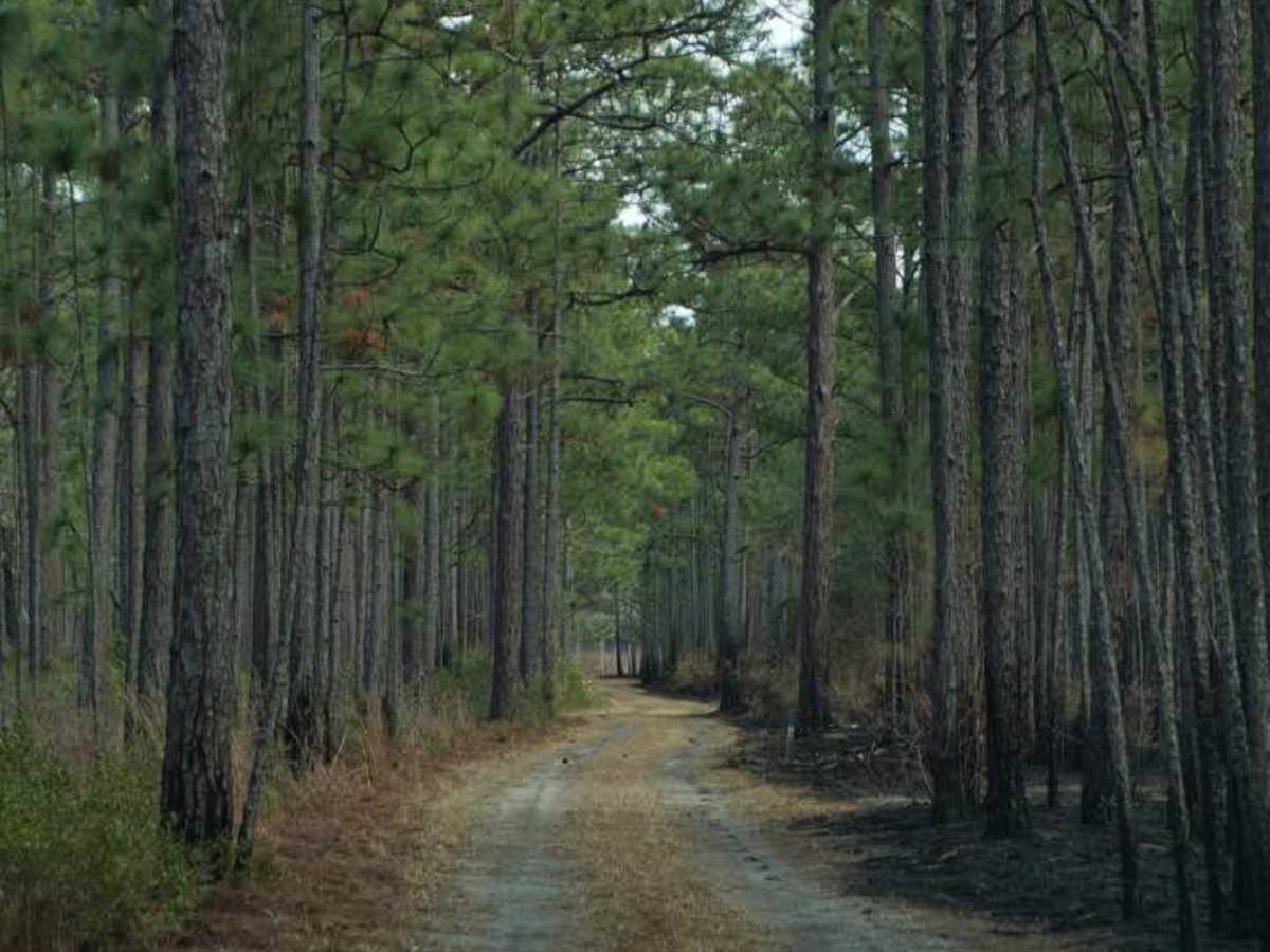 Santee Coastal WMA photo 3