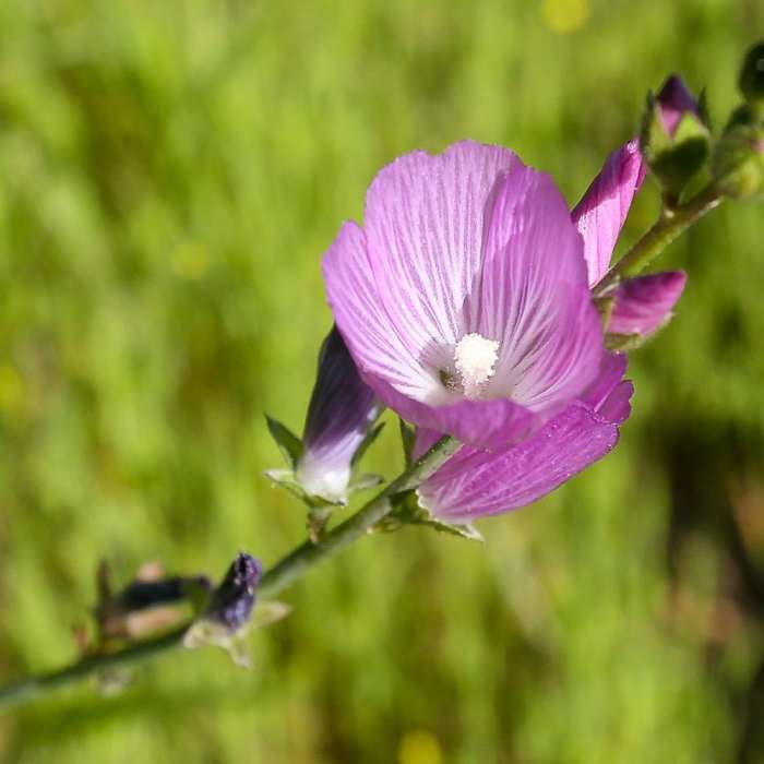 Near Bishop Peak Trail