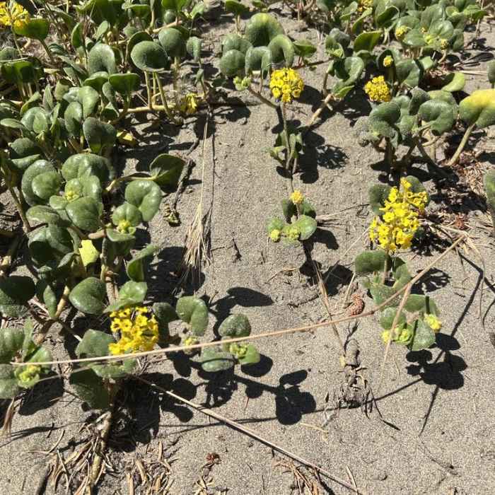 Near Ma-Le'l Dunes Trail