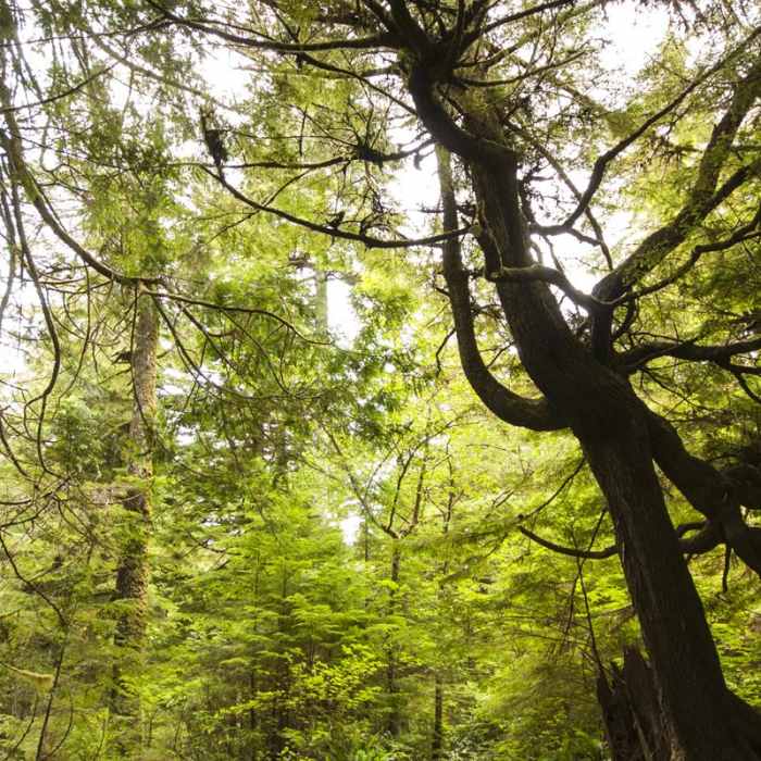 Near Shi Shi Beach Hike
