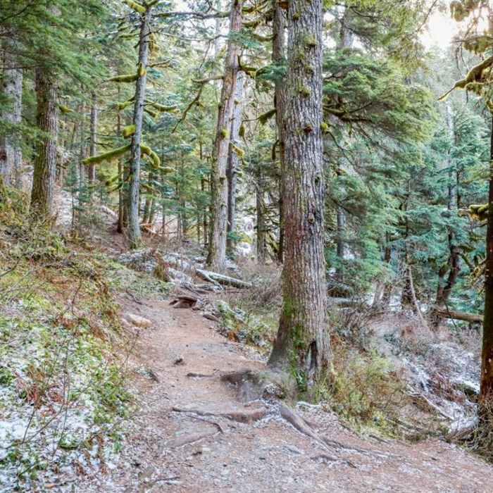 Near Virgin Creek Falls