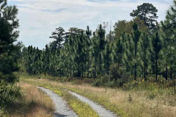 Lonesome Pine