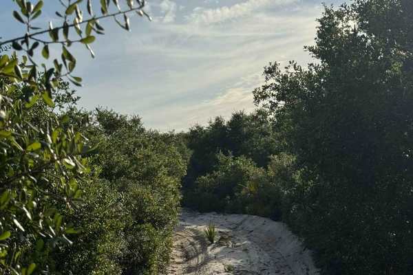 Sand Maze Trail