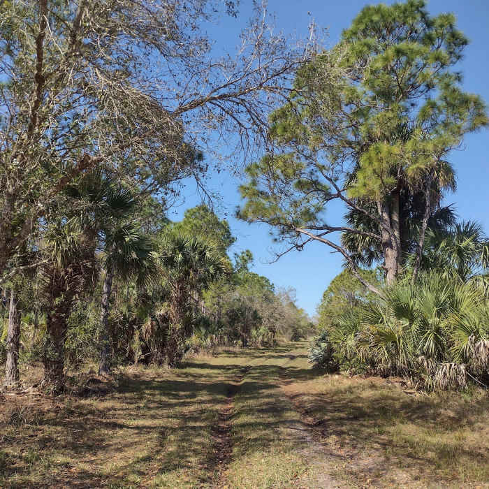 Blue Trail starts out on nice, grassy doubletrack as it winds through pretty saw palmettos and longleaf pines. Near Blue Trail Hike