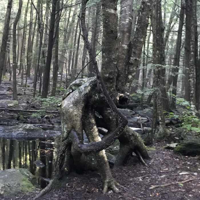 Near New England Trail/Metacomet-Monadnock Trail: MA Section 19