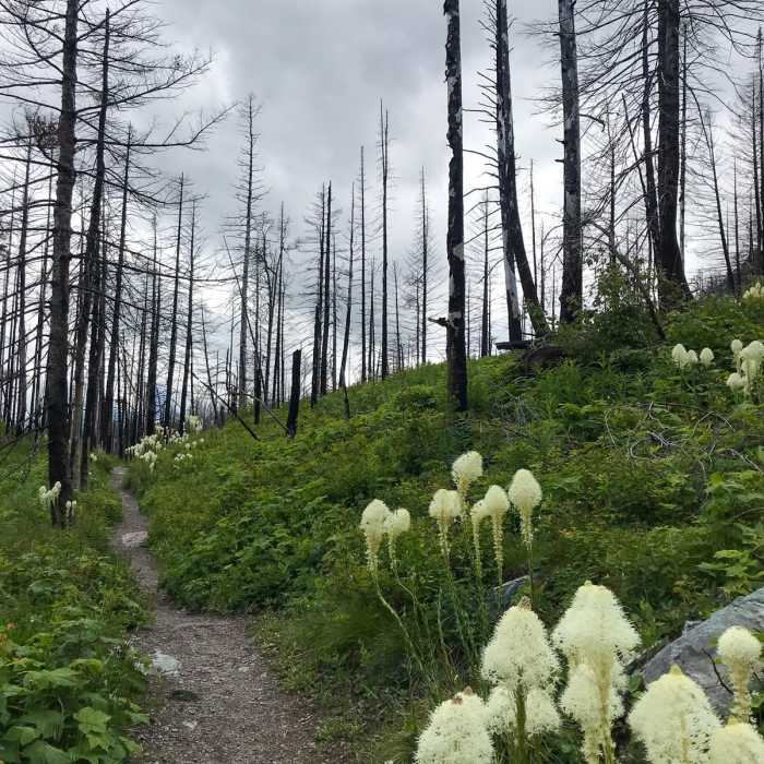 Near Saint Mary Falls from Sun Point