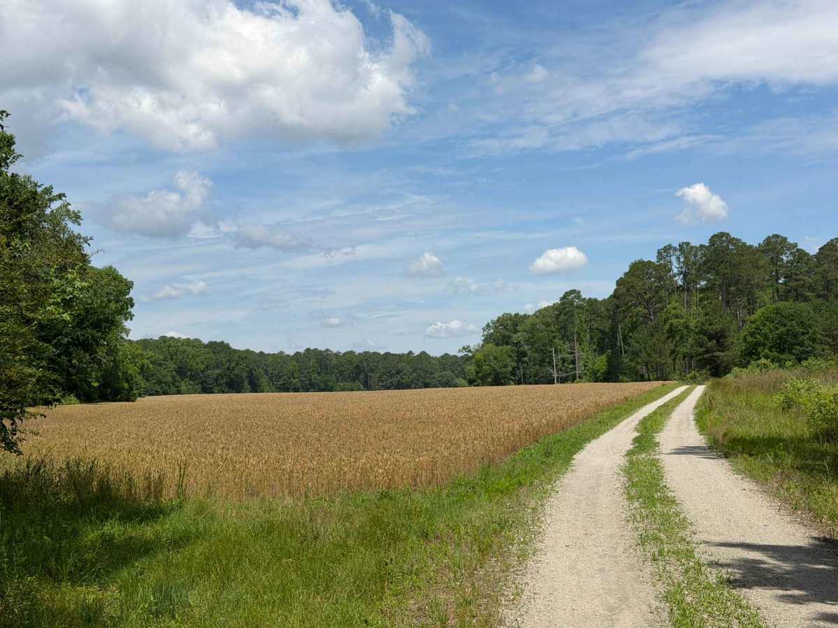Gaddy Road photo 4