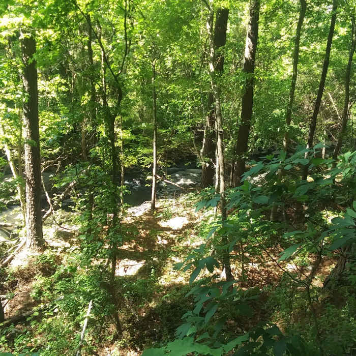 Near West Ellerbee Creek Trail