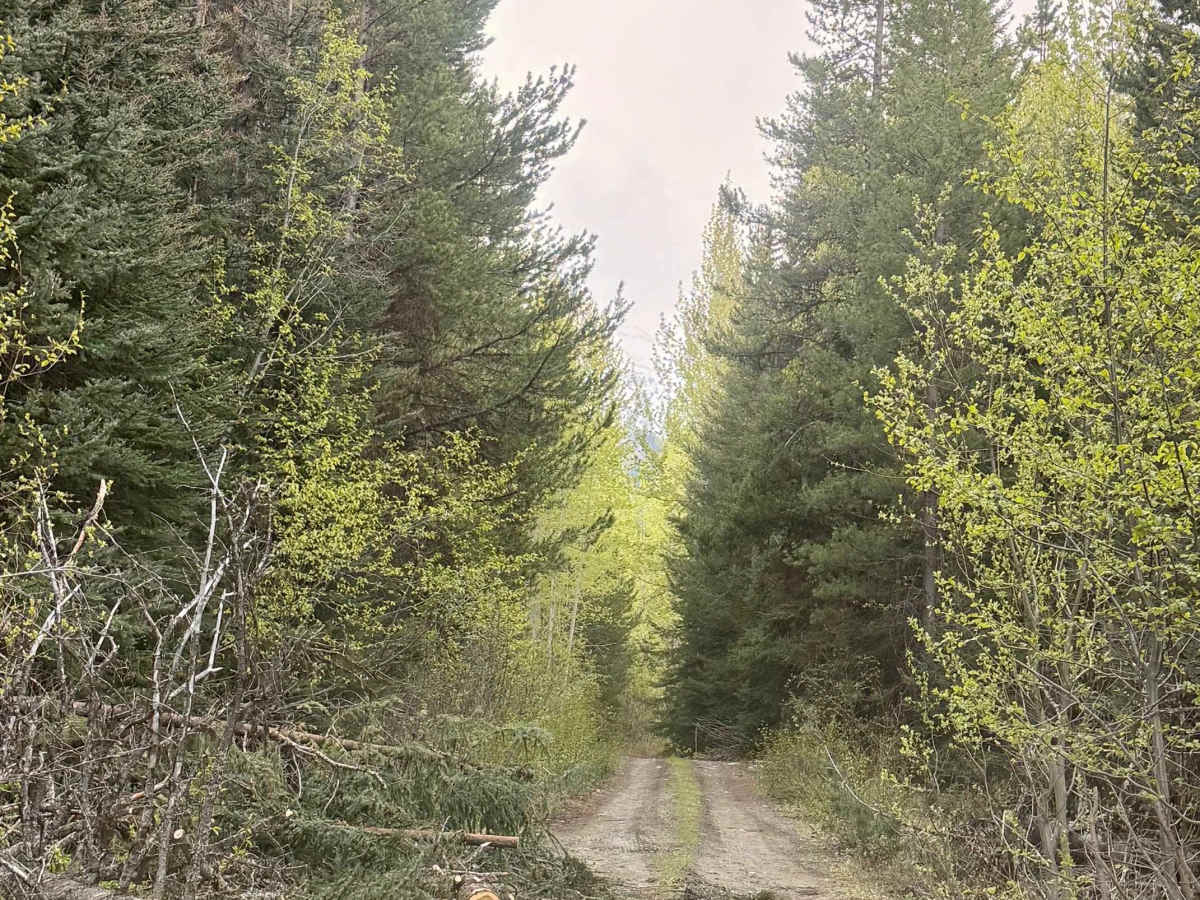 Gwyneth Lake Provincial Park photo 3